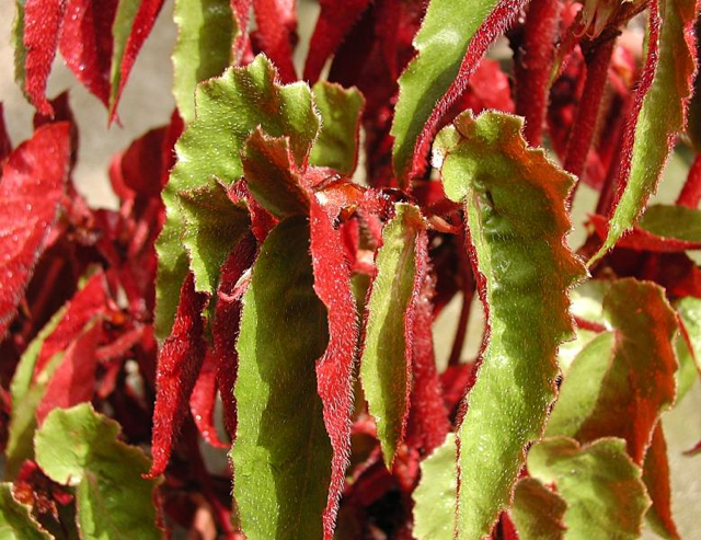 B. ‘Prunifolia’